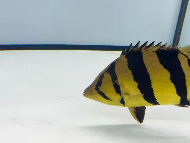 虎魚，關于“虎魚”的規劃
