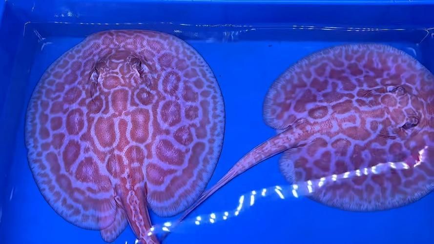 如何辨別真假白子黑帝王魟魚？，如何辨別白子黑帝王魟魚