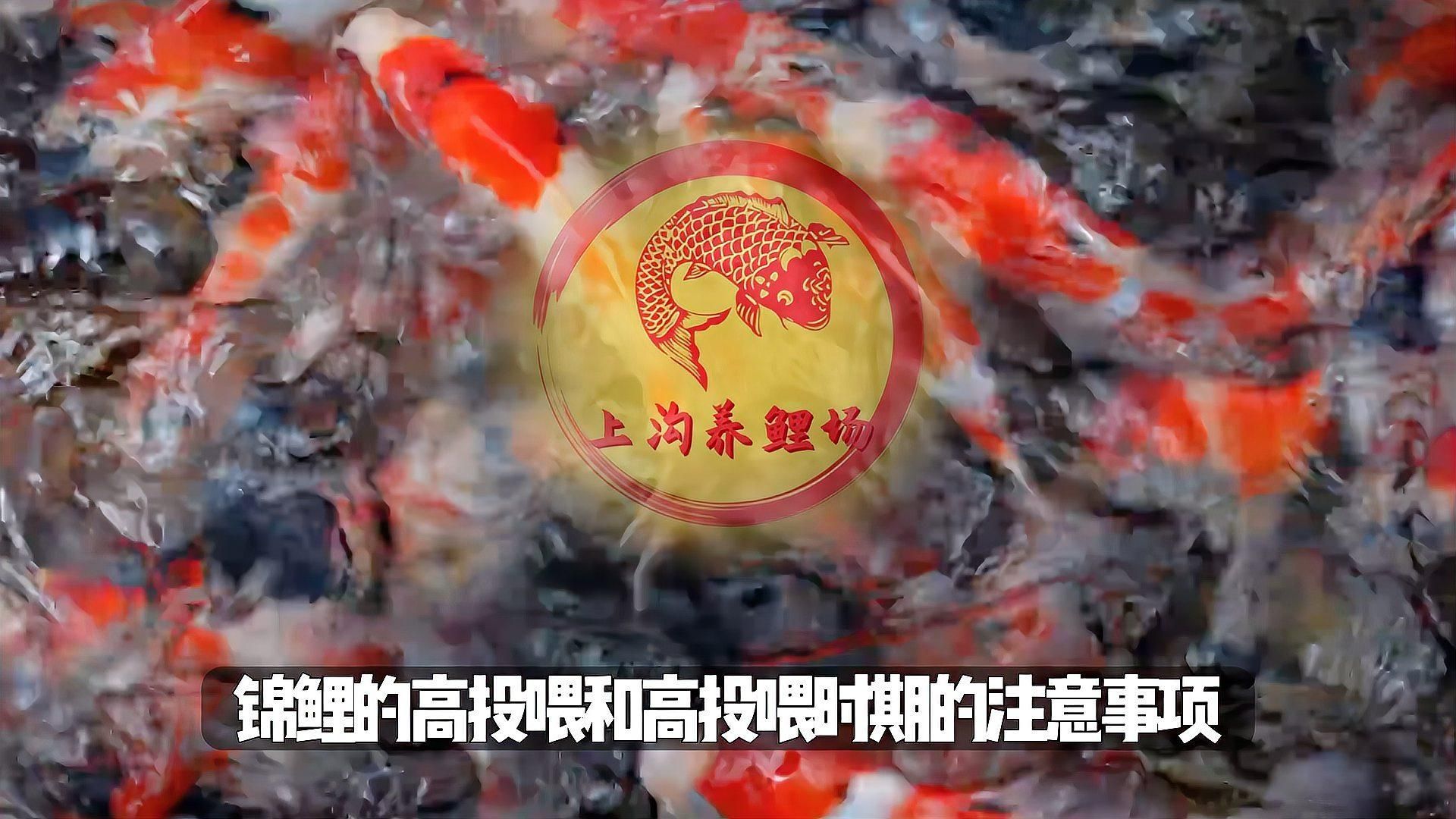 錦鯉多久喂一次合適，錦鯉喂養(yǎng)指南 錦鯉多久喂一次合適，錦鯉喂養(yǎng)指南 龍魚百科 第1張