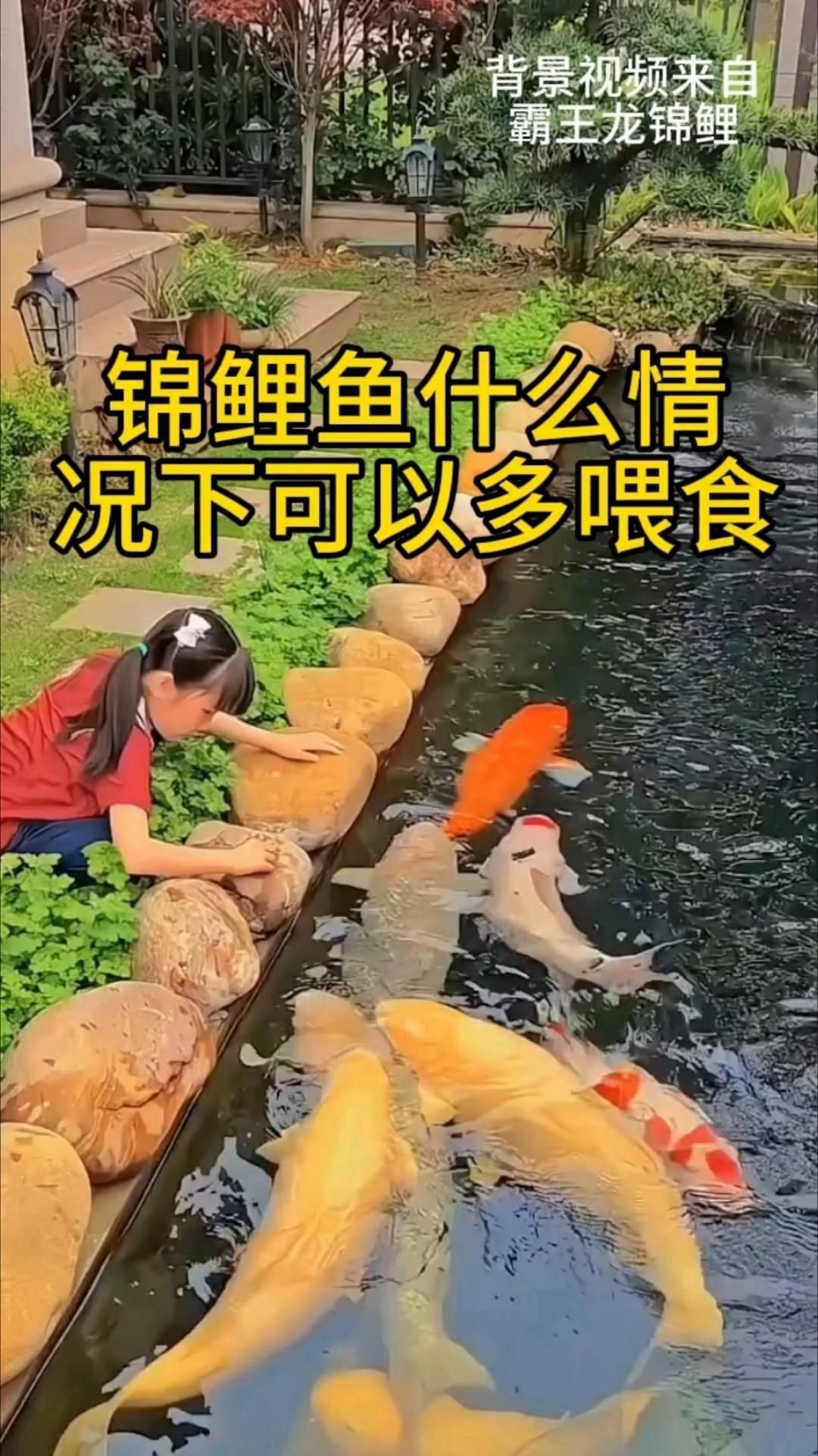 錦鯉多久喂一次合適，錦鯉喂養(yǎng)指南 錦鯉多久喂一次合適，錦鯉喂養(yǎng)指南 龍魚百科 第2張