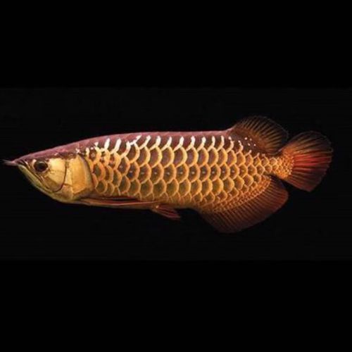 有哪些辣椒紅龍魚品種，辣椒紅龍魚