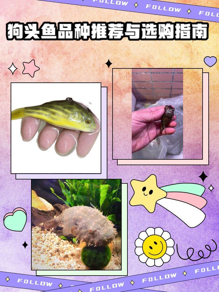 狗頭魚有哪些品種？，狗頭魚介紹，狗頭魚品種推薦與選購指南 狗頭魚有哪些品種？，狗頭魚介紹，狗頭魚品種推薦與選購指南 龍魚百科 第2張