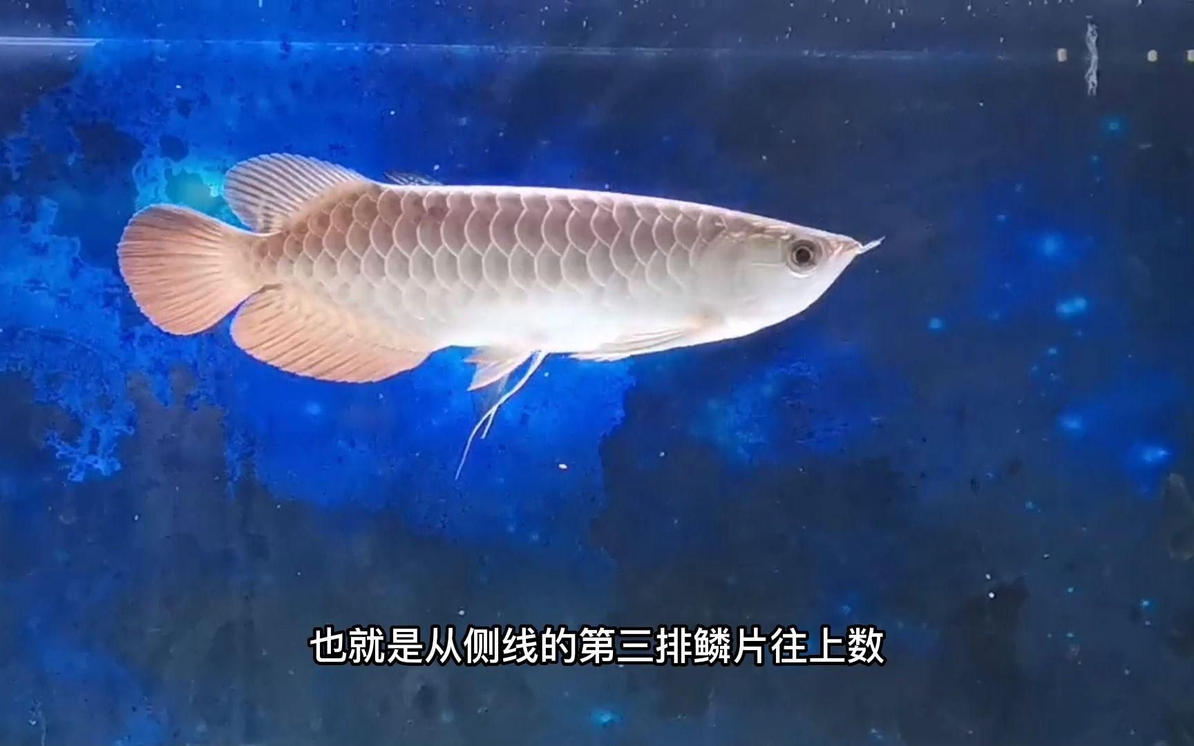 金龍魚爬背區(qū)分視頻教程，金龍魚“爬背”的鑒別 金龍魚爬背區(qū)分視頻教程，金龍魚“爬背”的鑒別 龍魚百科 第6張