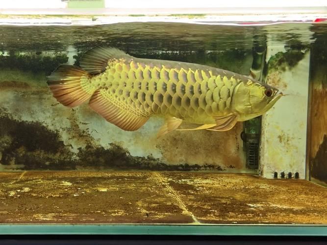 金龍魚爬背區分視頻教程，金龍魚“爬背”的鑒別