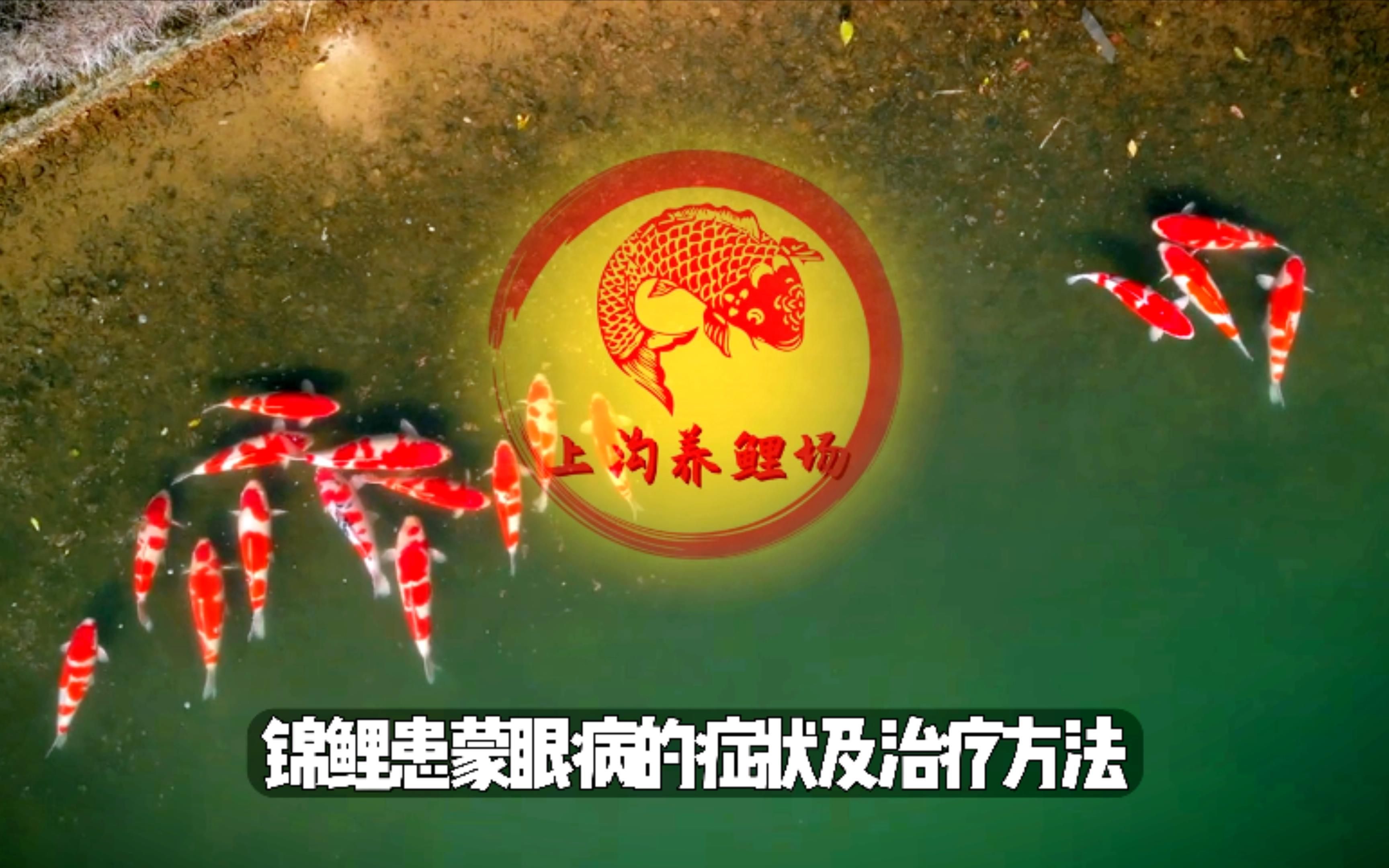 錦鯉蒙眼病能自愈嗎，錦鯉蒙眼病是怎么回事