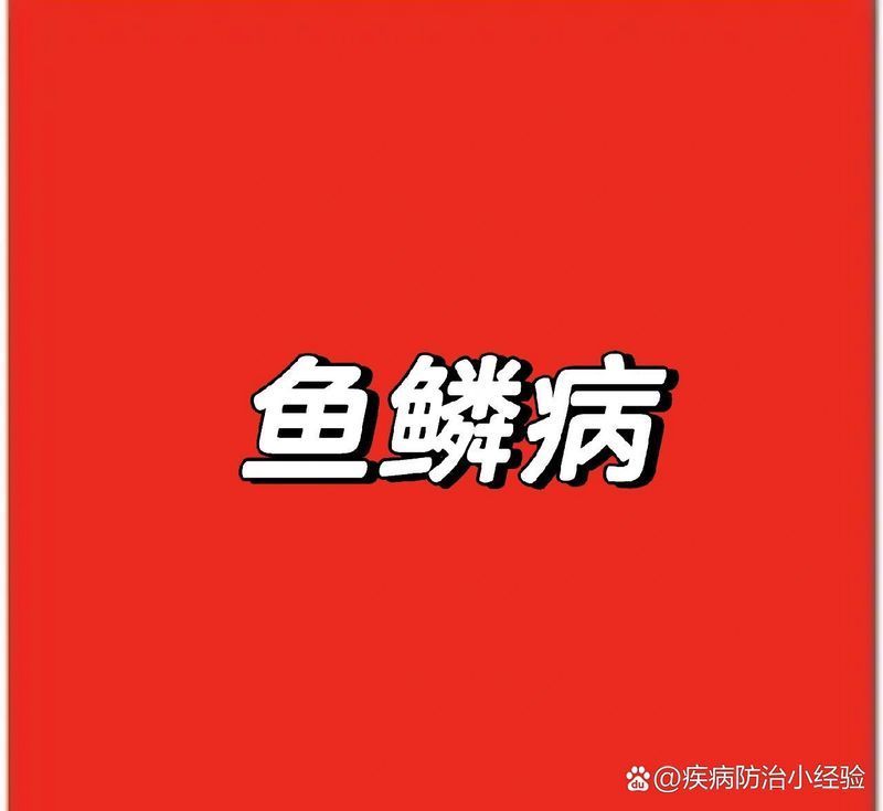 人類的魚鱗病有哪些類型，如何判斷魚鱗病？ 人類的魚鱗病有哪些類型，如何判斷魚鱗病？ 龍魚百科 第1張