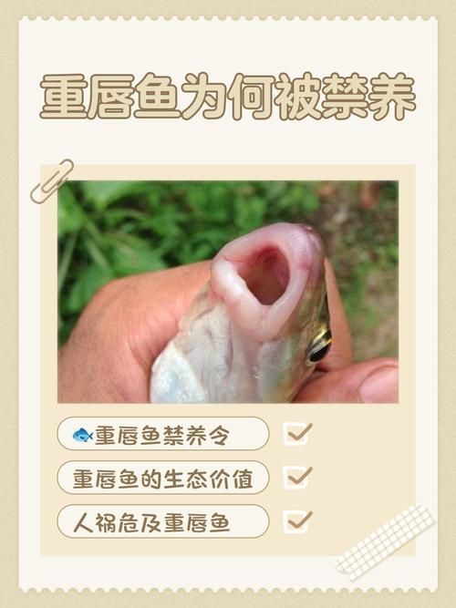 如何判斷飛鳳魚是否患病？，“飛鳳魚（pterophyllumscalare）觀賞魚疾病診斷