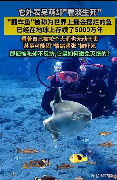 如何判斷飛鳳魚是否患病？，“飛鳳魚（pterophyllumscalare）觀賞魚疾病診斷