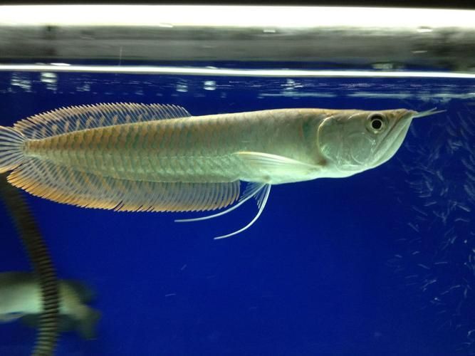 星點龍魚口孵期間如何投喂?,關于星點龍魚口孵期的問題 龍魚百科 第3張 星點龍魚口孵期間如何投喂?,關于星點龍魚口孵期的問題 星點龍魚口孵期間如何投喂?,關于星點龍魚口孵期的問題 龍魚百科 第3張