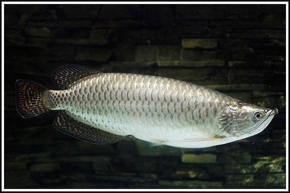 星點龍魚口孵期間如何投喂?,關于星點龍魚口孵期的問題 龍魚百科 第2張 星點龍魚口孵期間如何投喂?,關于星點龍魚口孵期的問題 星點龍魚口孵期間如何投喂?,關于星點龍魚口孵期的問題 龍魚百科 第2張