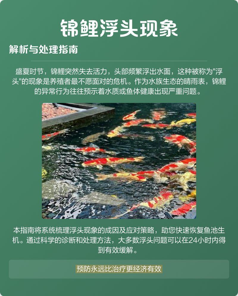 病理性浮頭如何治療，徐大王愛釣魚私藏技巧公開徐大王愛釣魚私藏技巧公開 病理性浮頭如何治療，徐大王愛釣魚私藏技巧公開徐大王愛釣魚私藏技巧公開 龍魚百科 第6張