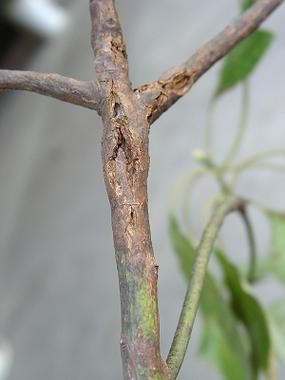 能提供更多潰爛病的圖片嗎，常見潰爛病的癥狀對比表