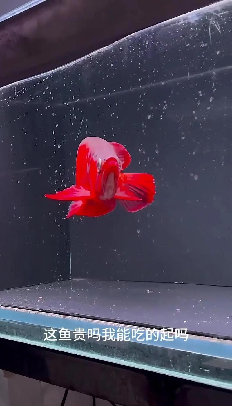 哪些品種的龍魚最貴？，世界十大最貴觀賞魚盤點(diǎn) 哪些品種的龍魚最貴？，世界十大最貴觀賞魚盤點(diǎn) 龍魚百科 第16張