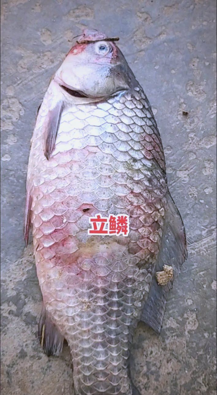龍魚立鱗病有哪些治療方法，銀龍魚豎起的原因及治療方法 龍魚立鱗病有哪些治療方法，銀龍魚豎起的原因及治療方法 龍魚百科 第2張