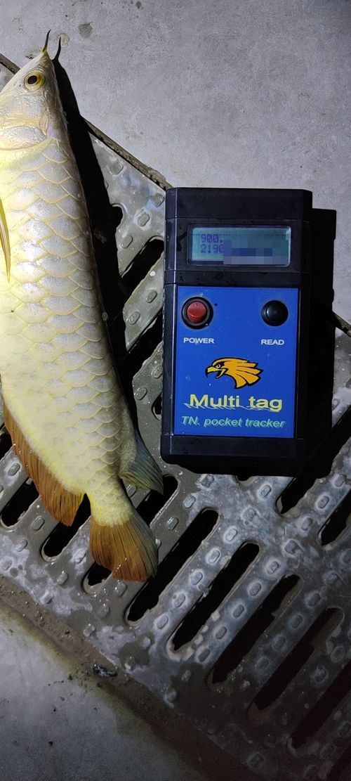 如何判斷龍魚品牌的信譽？，如何判斷龍魚品牌信譽 如何判斷龍魚品牌的信譽？，如何判斷龍魚品牌信譽 龍魚百科 第1張