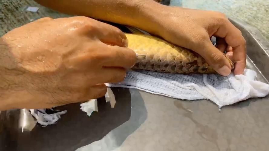 如何判斷龍魚品牌的信譽？，如何判斷龍魚品牌信譽 如何判斷龍魚品牌的信譽？，如何判斷龍魚品牌信譽 龍魚百科 第2張