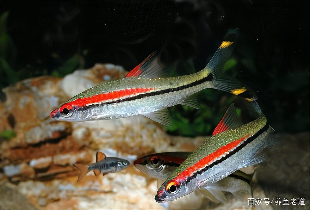 黃粉治療龍魚背霉需要多久見效，水霉病全階段治療方案 黃粉治療龍魚背霉需要多久見效，水霉病全階段治療方案 龍魚百科 第7張