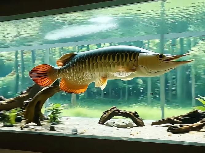 亞克力材質(zhì)的龍魚缸有哪些優(yōu)缺點(diǎn)?,亞克力魚缸的優(yōu)缺點(diǎn) 龍魚百科 第3張 亞克力材質(zhì)的龍魚缸有哪些優(yōu)缺點(diǎn)?,亞克力魚缸的優(yōu)缺點(diǎn) 亞克力材質(zhì)的龍魚缸有哪些優(yōu)缺點(diǎn)?,亞克力魚缸的優(yōu)缺點(diǎn) 龍魚百科 第3張