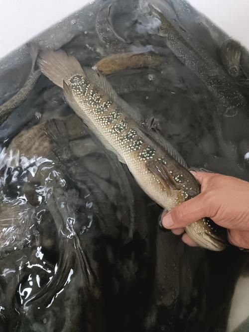 月鱧的飼養(yǎng)方法有哪些,月鱧飼養(yǎng)指南 龍魚百科 第4張 月鱧的飼養(yǎng)方法有哪些,月鱧飼養(yǎng)指南 月鱧的飼養(yǎng)方法有哪些,月鱧飼養(yǎng)指南 龍魚百科 第4張