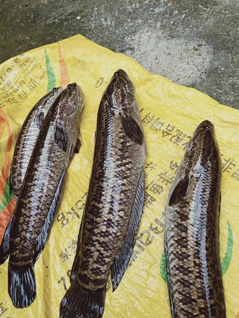 月鱧的飼養(yǎng)方法有哪些,月鱧飼養(yǎng)指南 龍魚百科 第3張 月鱧的飼養(yǎng)方法有哪些,月鱧飼養(yǎng)指南 月鱧的飼養(yǎng)方法有哪些,月鱧飼養(yǎng)指南 龍魚百科 第3張