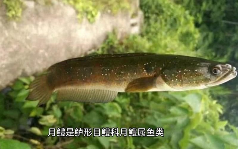 月鱧的飼養方法有哪些，月鱧飼養指南