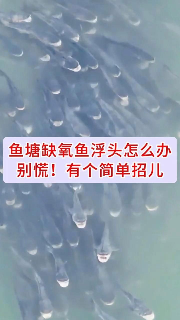 魚兒浮頭如何緊急處理，天熱養的魚浮出水面怎么辦 魚兒浮頭如何緊急處理，天熱養的魚浮出水面怎么辦 龍魚百科 第2張