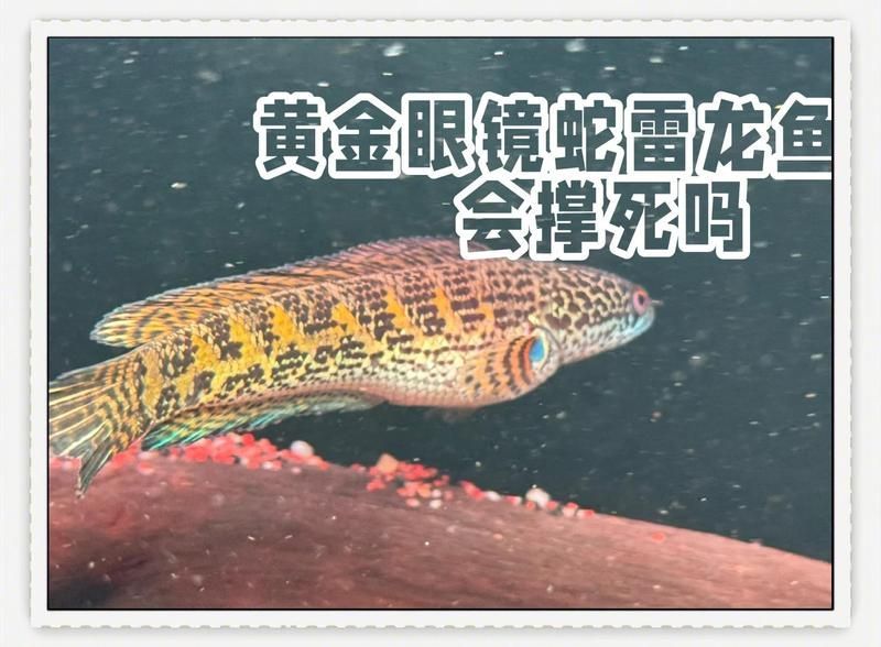 黃金眼鏡蛇雷龍魚多久換一次水？，黃金眼鏡蛇雷龍魚養(yǎng)護(hù)秘籍|打造最佳生存環(huán)境六一媽媽de時光機(jī) 黃金眼鏡蛇雷龍魚多久換一次水？，黃金眼鏡蛇雷龍魚養(yǎng)護(hù)秘籍|打造最佳生存環(huán)境六一媽媽de時光機(jī) 龍魚百科 第2張