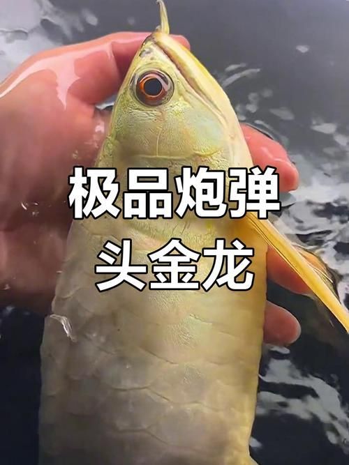 給我一些金頭金龍和古典金龍的圖片,金頭金龍與古典金龍是兩種具有不同歷史和文化背景的龍形象 龍魚百科 第17張 給我一些金頭金龍和古典金龍的圖片,金頭金龍與古典金龍是兩種具有不同歷史和文化背景的龍形象 給我一些金頭金龍和古典金龍的圖片,金頭金龍與古典金龍是兩種具有不同歷史和文化背景的龍形象 龍魚百科 第17張