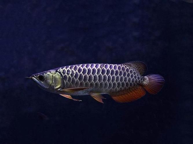 如何判斷星點龍魚的品質？，如何判斷星點龍魚 如何判斷星點龍魚的品質？，如何判斷星點龍魚 龍魚百科 第6張