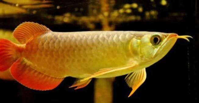 如何判斷星點龍魚的品質？，如何判斷星點龍魚 如何判斷星點龍魚的品質？，如何判斷星點龍魚 龍魚百科 第5張
