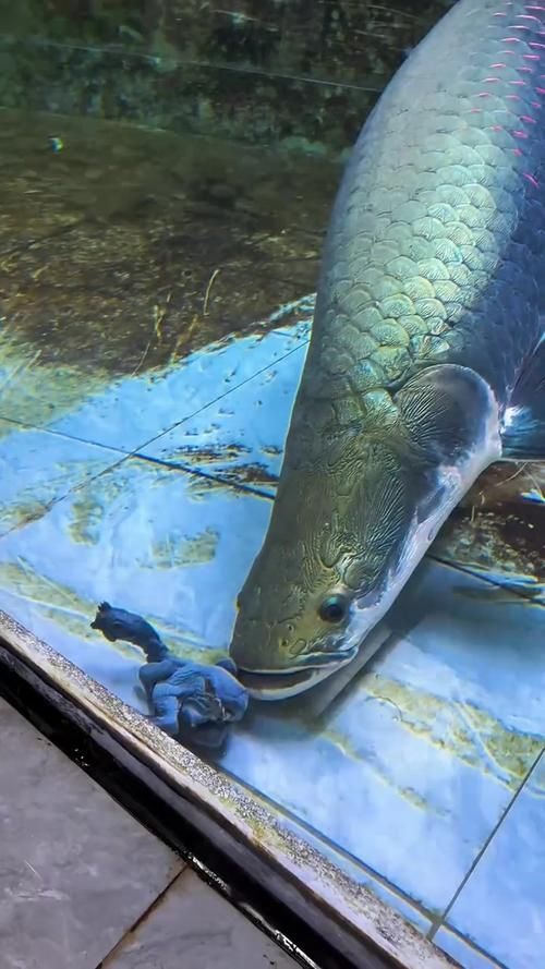 能否提供巨骨舌魚的圖片,亞馬遜的巨獸——巨骨舌魚 龍魚百科 第7張 能否提供巨骨舌魚的圖片,亞馬遜的巨獸——巨骨舌魚 能否提供巨骨舌魚的圖片,亞馬遜的巨獸——巨骨舌魚 龍魚百科 第7張