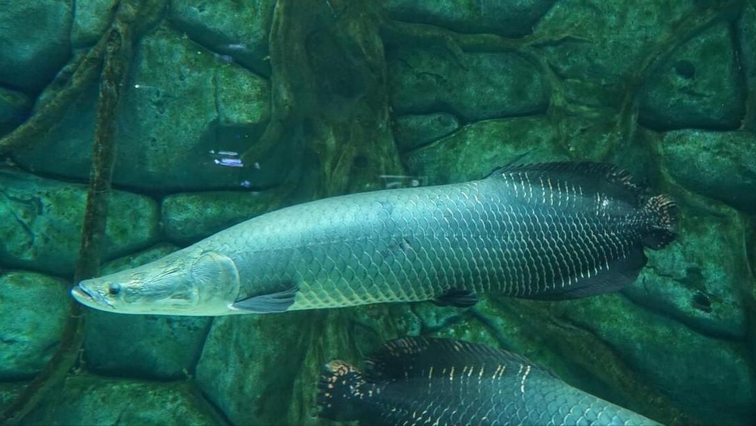 能否提供巨骨舌魚的圖片,亞馬遜的巨獸——巨骨舌魚 龍魚百科 第8張 能否提供巨骨舌魚的圖片,亞馬遜的巨獸——巨骨舌魚 能否提供巨骨舌魚的圖片,亞馬遜的巨獸——巨骨舌魚 龍魚百科 第8張
