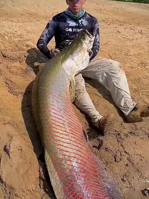 能否提供巨骨舌魚的圖片,亞馬遜的巨獸——巨骨舌魚 龍魚百科 第12張 能否提供巨骨舌魚的圖片,亞馬遜的巨獸——巨骨舌魚 能否提供巨骨舌魚的圖片,亞馬遜的巨獸——巨骨舌魚 龍魚百科 第12張