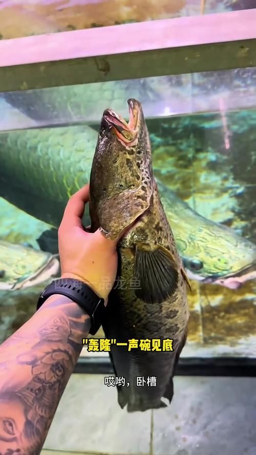 能否提供巨骨舌魚的圖片,亞馬遜的巨獸——巨骨舌魚 龍魚百科 第23張 能否提供巨骨舌魚的圖片,亞馬遜的巨獸——巨骨舌魚 能否提供巨骨舌魚的圖片,亞馬遜的巨獸——巨骨舌魚 龍魚百科 第23張