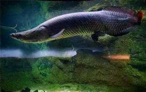能否提供巨骨舌魚的圖片,亞馬遜的巨獸——巨骨舌魚 龍魚百科 第21張 能否提供巨骨舌魚的圖片,亞馬遜的巨獸——巨骨舌魚 能否提供巨骨舌魚的圖片,亞馬遜的巨獸——巨骨舌魚 龍魚百科 第21張