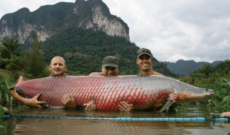 能否提供巨骨舌魚的圖片，亞馬遜的巨獸——巨骨舌魚 能否提供巨骨舌魚的圖片，亞馬遜的巨獸——巨骨舌魚 龍魚百科 第24張