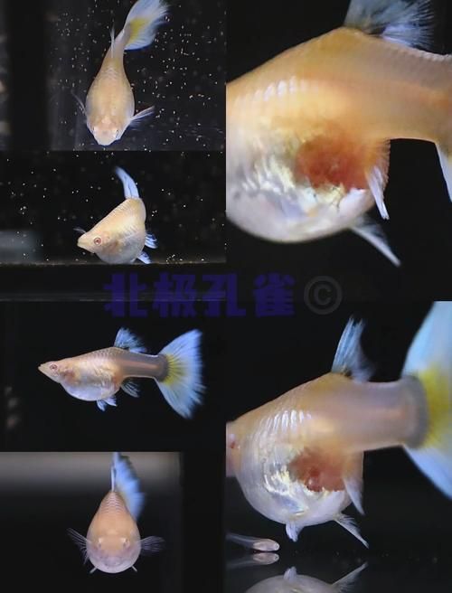如何判斷小魚是否發情，養魚技術——魚類繁殖 如何判斷小魚是否發情，養魚技術——魚類繁殖 龍魚百科 第3張