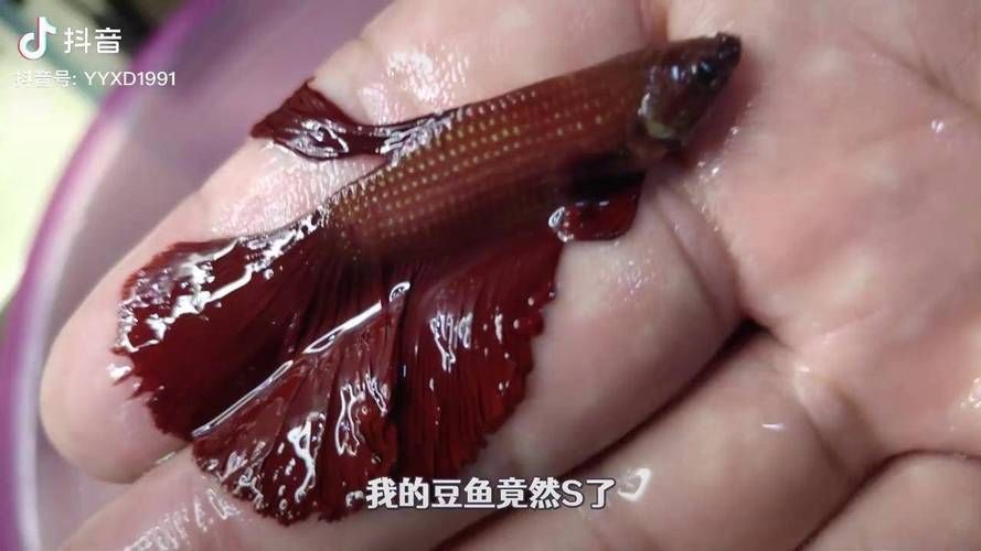如何判斷小魚是否發情，養魚技術——魚類繁殖 如何判斷小魚是否發情，養魚技術——魚類繁殖 龍魚百科 第10張