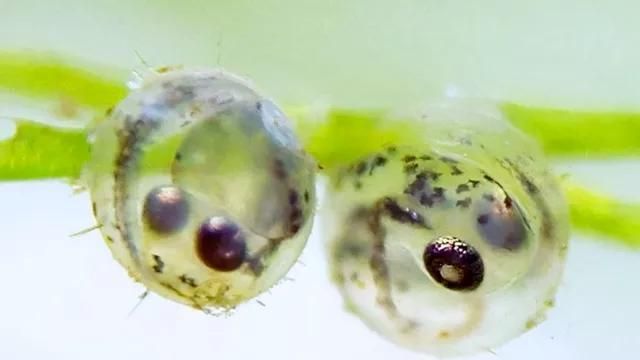 如何判斷小魚是否發情，養魚技術——魚類繁殖 如何判斷小魚是否發情，養魚技術——魚類繁殖 龍魚百科 第13張