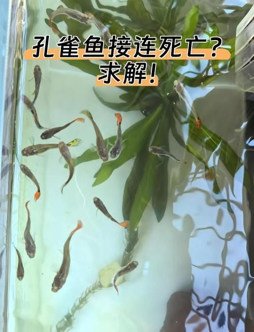 如何判斷小魚是否發情，養魚技術——魚類繁殖 如何判斷小魚是否發情，養魚技術——魚類繁殖 龍魚百科 第8張