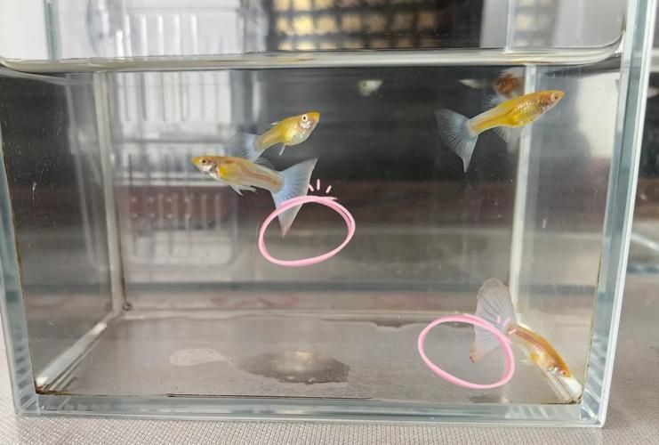 如何判斷小魚是否發情，養魚技術——魚類繁殖 如何判斷小魚是否發情，養魚技術——魚類繁殖 龍魚百科 第4張