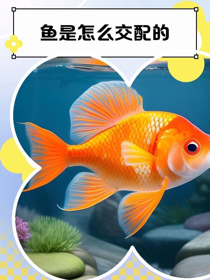 如何判斷小魚是否發情，養魚技術——魚類繁殖 如何判斷小魚是否發情，養魚技術——魚類繁殖 龍魚百科 第12張