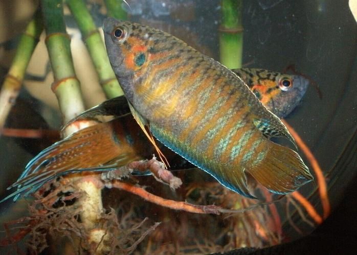 如何判斷小魚是否發情，養魚技術——魚類繁殖 如何判斷小魚是否發情，養魚技術——魚類繁殖 龍魚百科 第9張