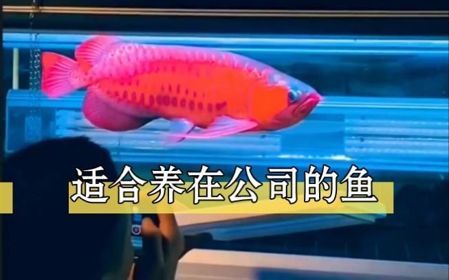 金龍魚和龍魚哪個更有風水寓意？，金龍魚和龍魚在風水學上有什么區(qū)別？ 金龍魚和龍魚哪個更有風水寓意？，金龍魚和龍魚在風水學上有什么區(qū)別？ 龍魚百科