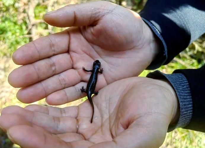 小火龍魚的價格走勢如何，小火龍魚價格走勢分析