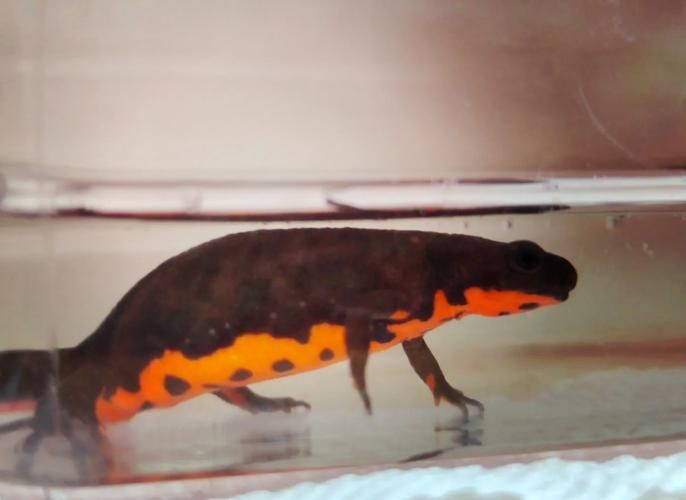 小火龍魚的價格走勢如何，小火龍魚價格走勢分析