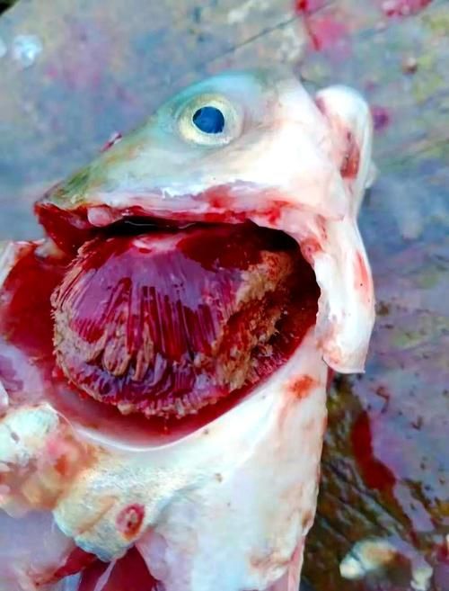 如何判斷魚類是否感染爛鰓病 如何判斷魚類是否感染爛鰓病 龍魚百科 第6張