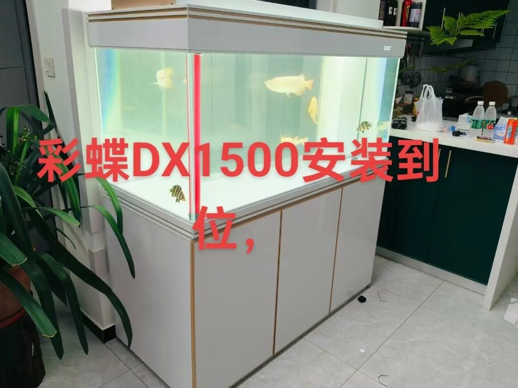 彩蝶魚缸有哪些型號推薦？，彩蝶pr30背濾缸大揭秘