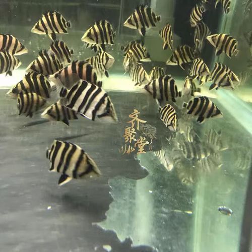 純色虎魚的價格是多少？，純色虎魚價格是多少？