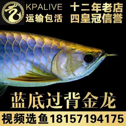 請提供幾張古典過背藍底金龍的圖片，古典過背藍底金龍